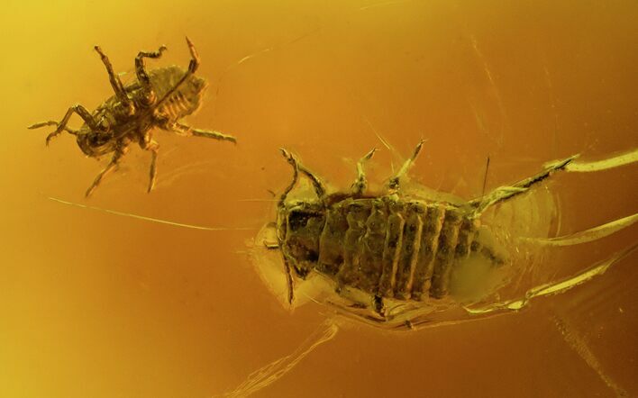 Two Fossil Aphids (Sternorrhyncha) In Baltic Amber #123369